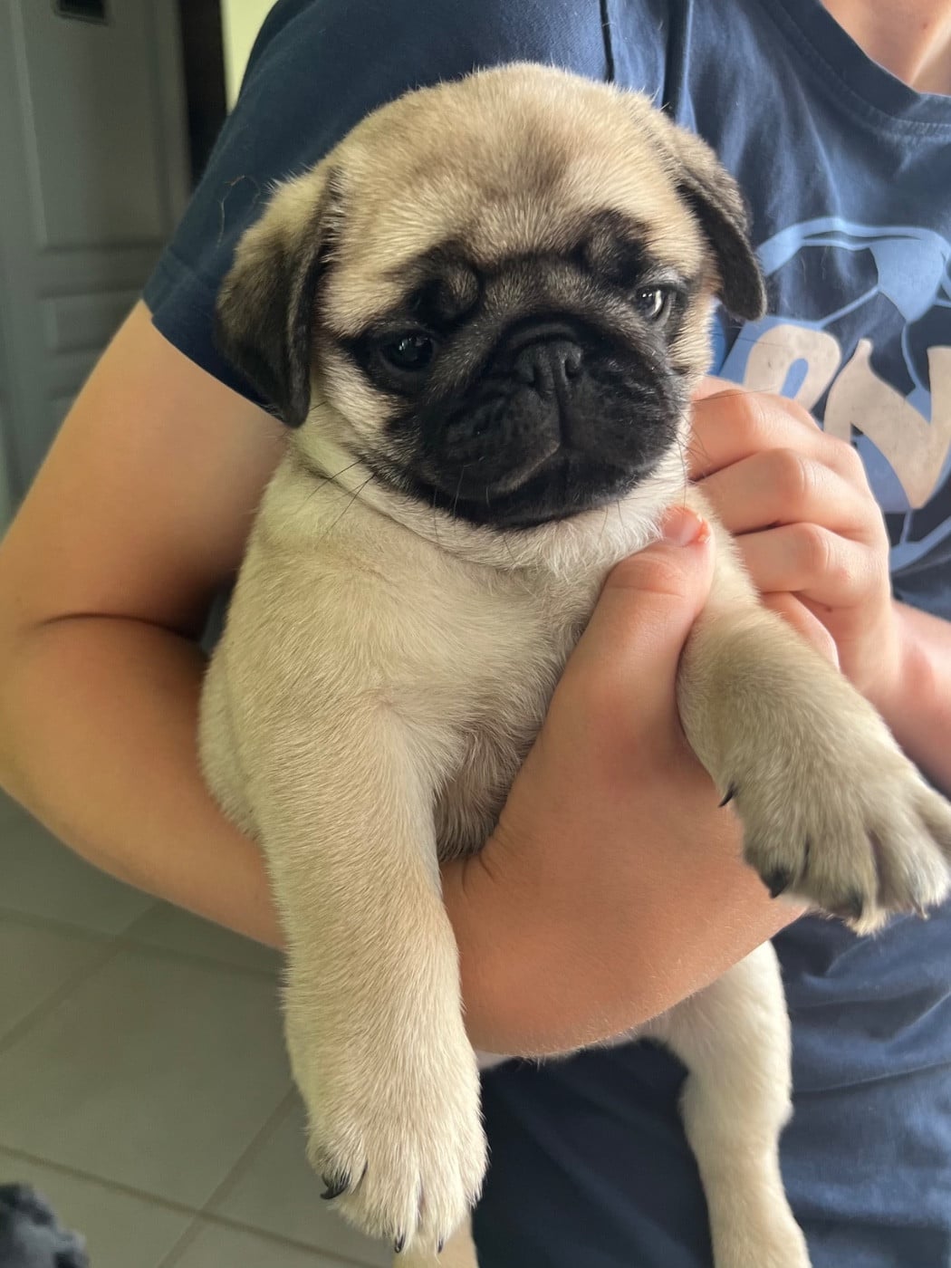 CHIOT 4