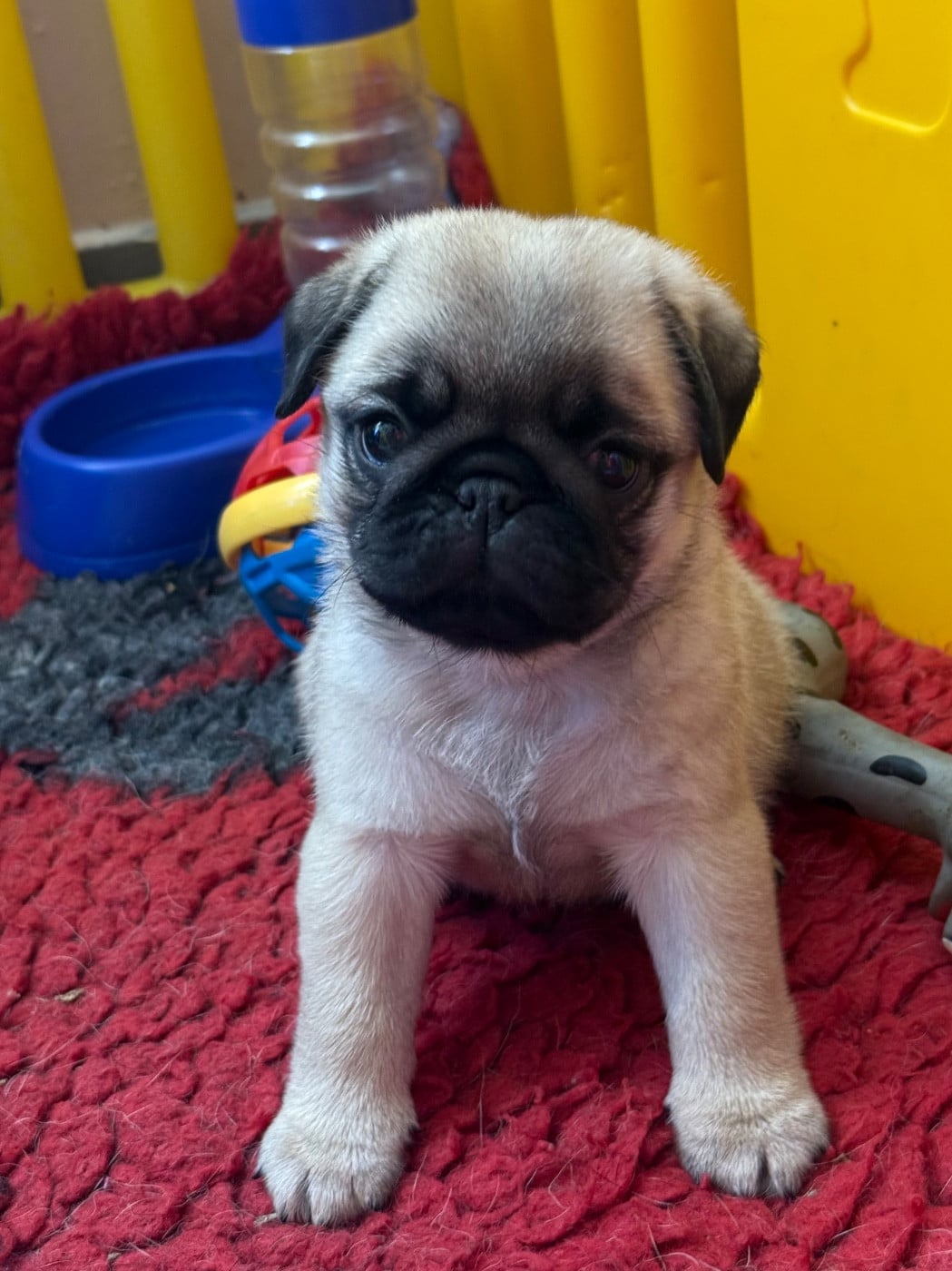 CHIOT 4