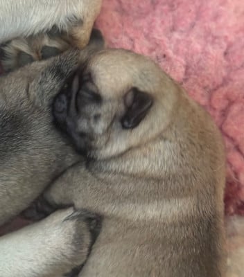 Les chiots de Carlin