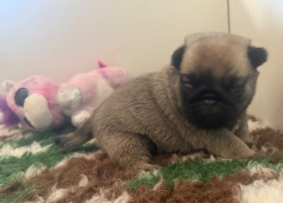 Les chiots de Carlin