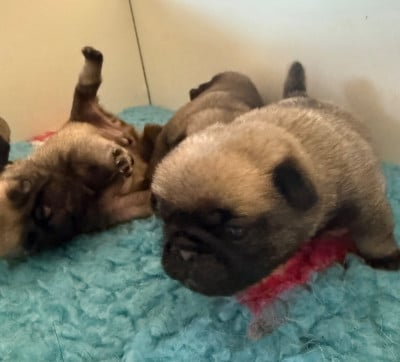 Les chiots de Carlin