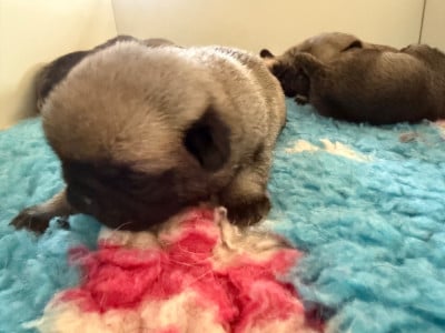 Les chiots de Carlin