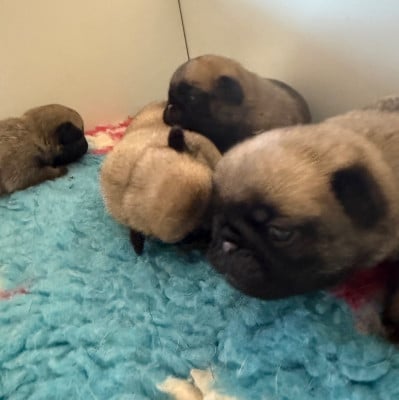 Les chiots de Carlin