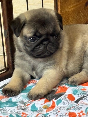 Les chiots de Carlin