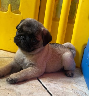 Les chiots de Carlin