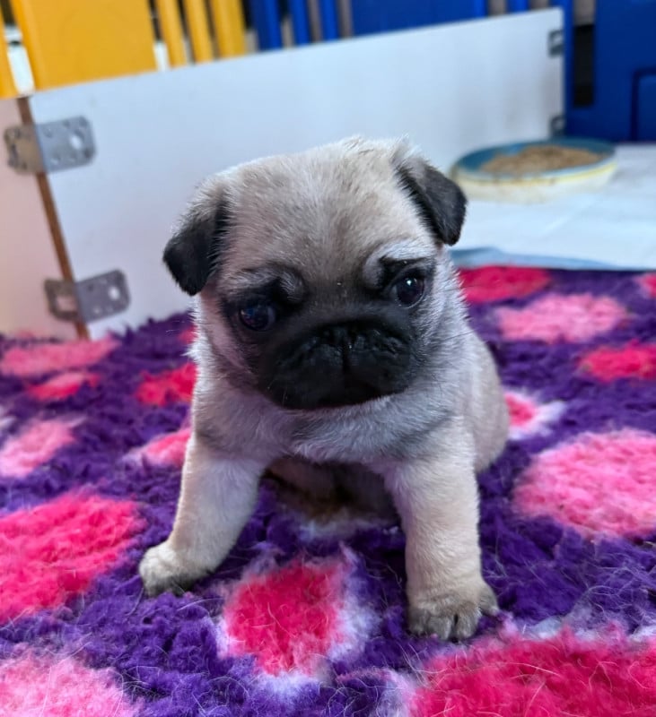 Carlin - d'Amour du Temple Ming Kee