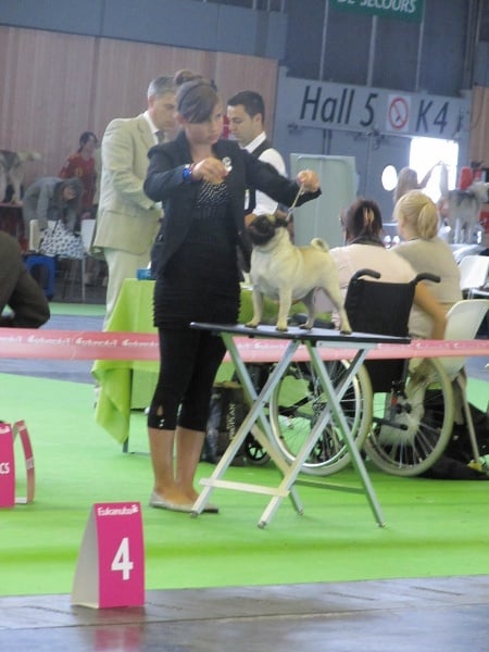 First lady d'Amour du Temple Ming Kee - Très Bon classe Intermédiaire