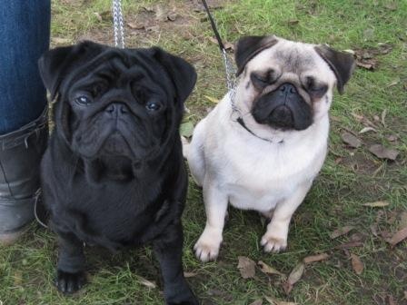 First lady d'Amour du Temple Ming Kee - Excellent classée 3ème