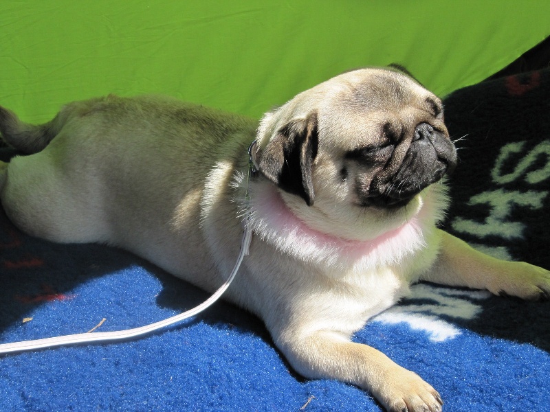 First lady d'Amour du Temple Ming Kee - 2ème Excellent classe ouverte