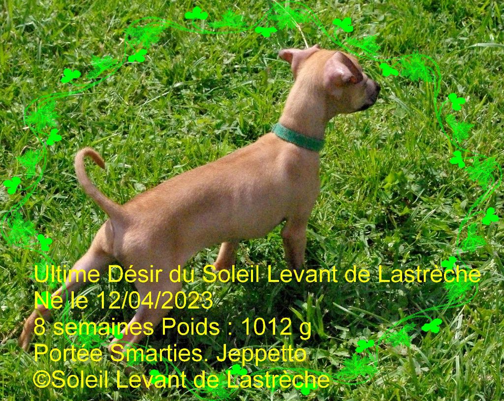 ultime désir