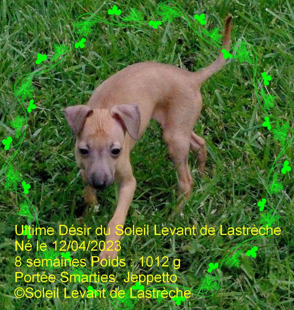 ultime désir