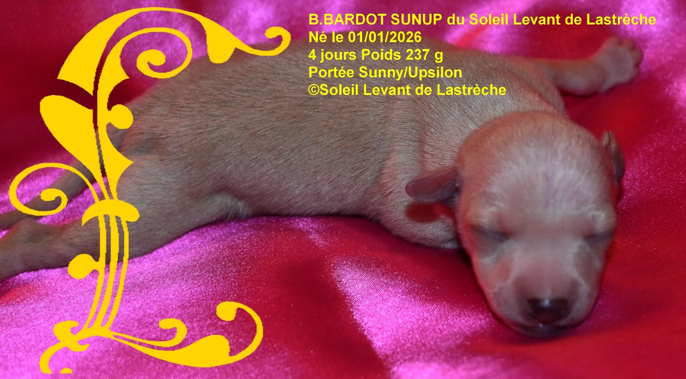 B.BARDOT SUNUP du soleil levant de lastrèche