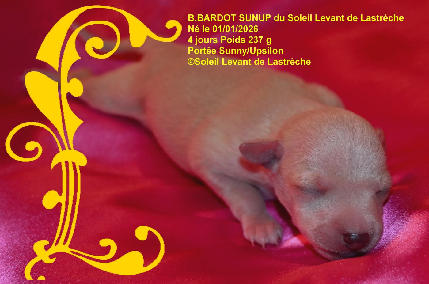 B.BARDOT SUNUP du soleil levant de lastrèche