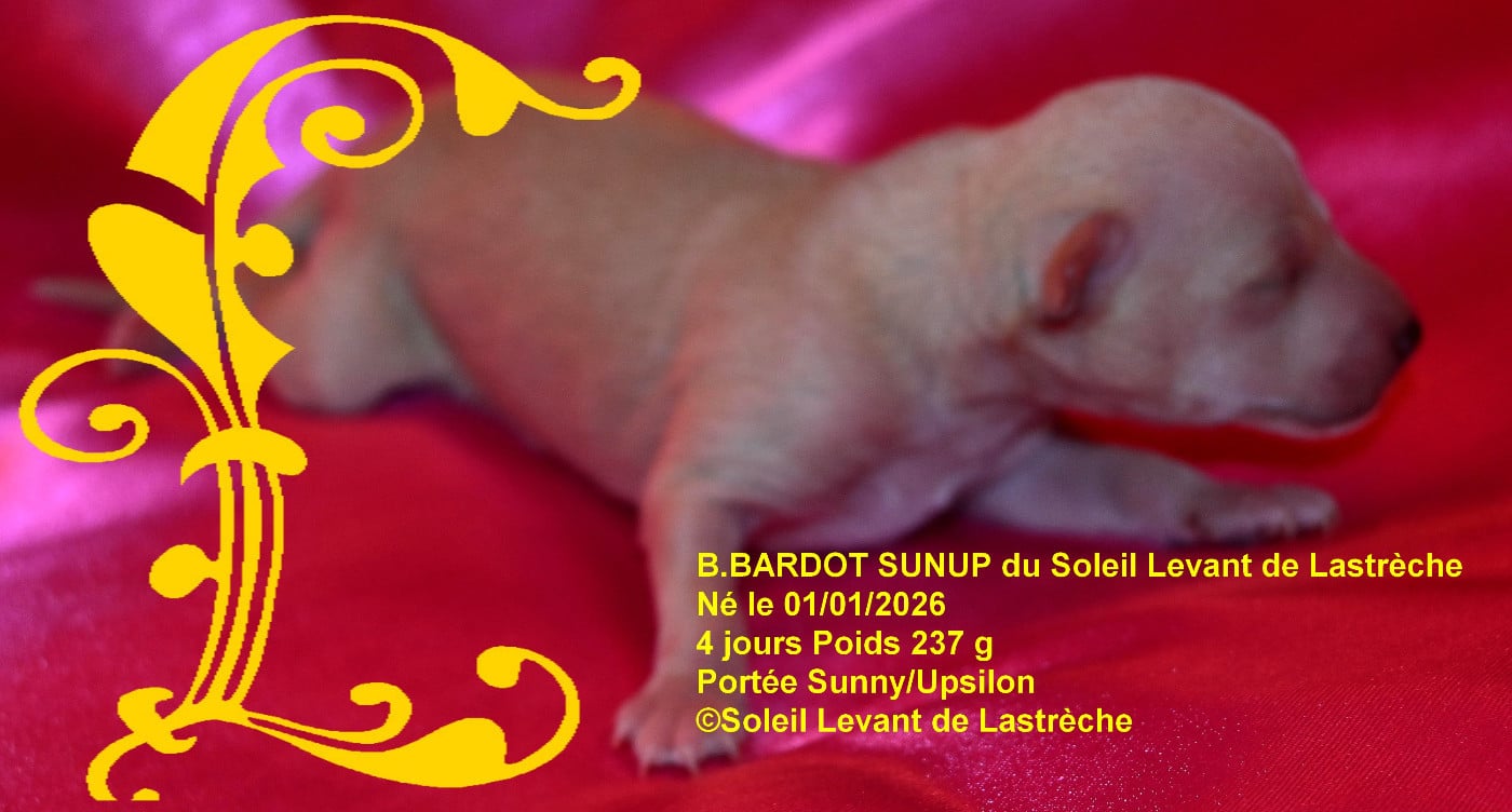 B.BARDOT SUNUP du soleil levant de lastrèche