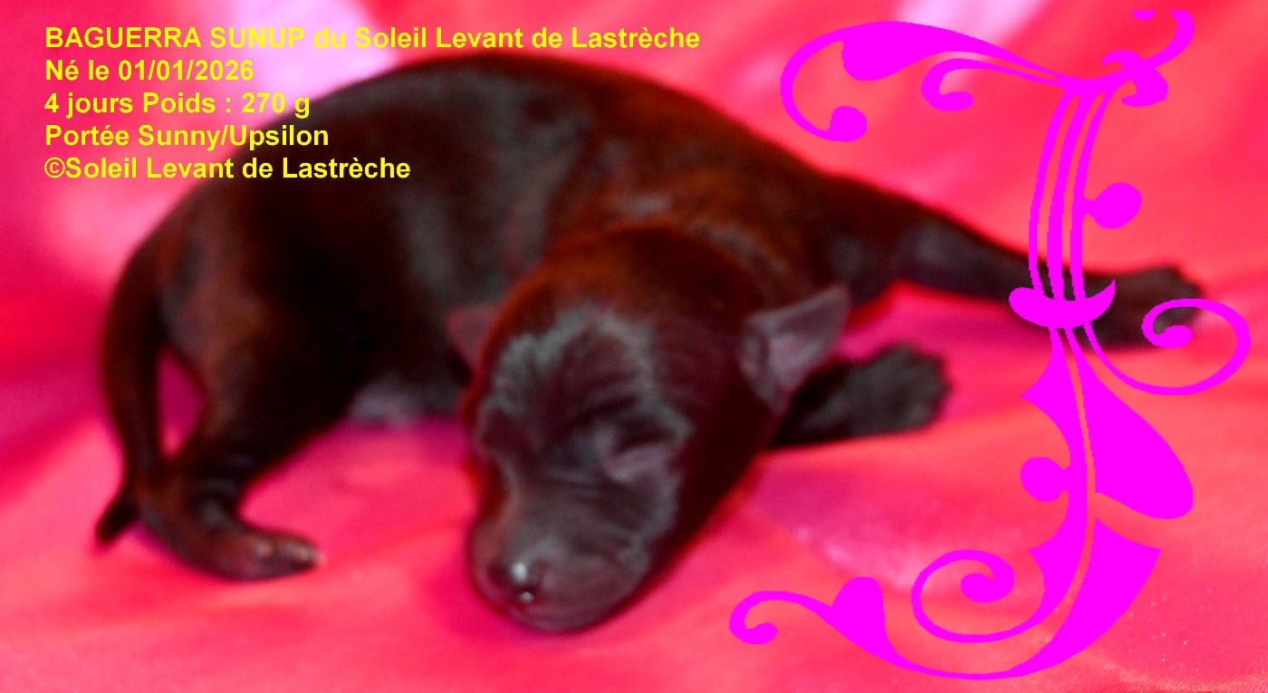 BAGGUERRAT SUNUP du soleil levant de lastrèche