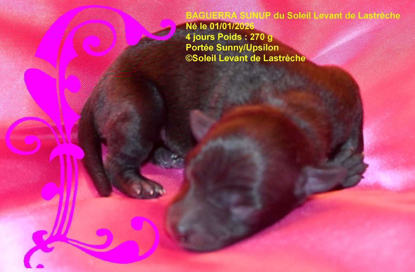 BAGGUERRAT SUNUP du soleil levant de lastrèche