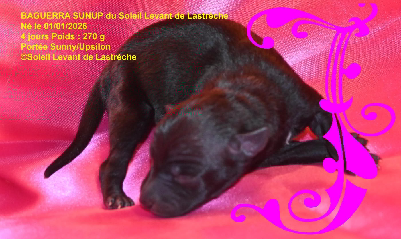 BAGGUERRAT SUNUP du soleil levant de lastrèche