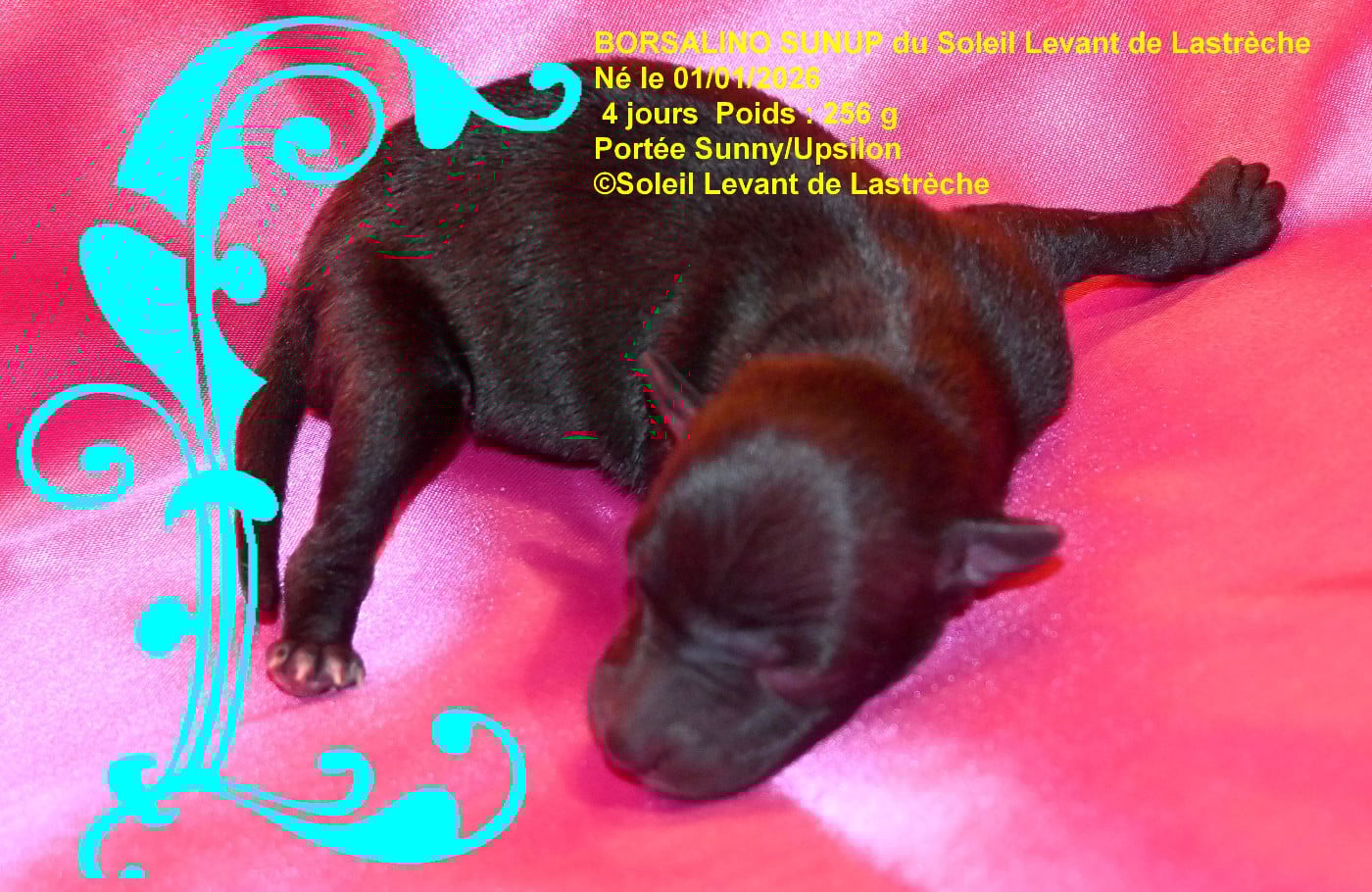 BORSALINO SUNUP du soleil levant de lastrèche