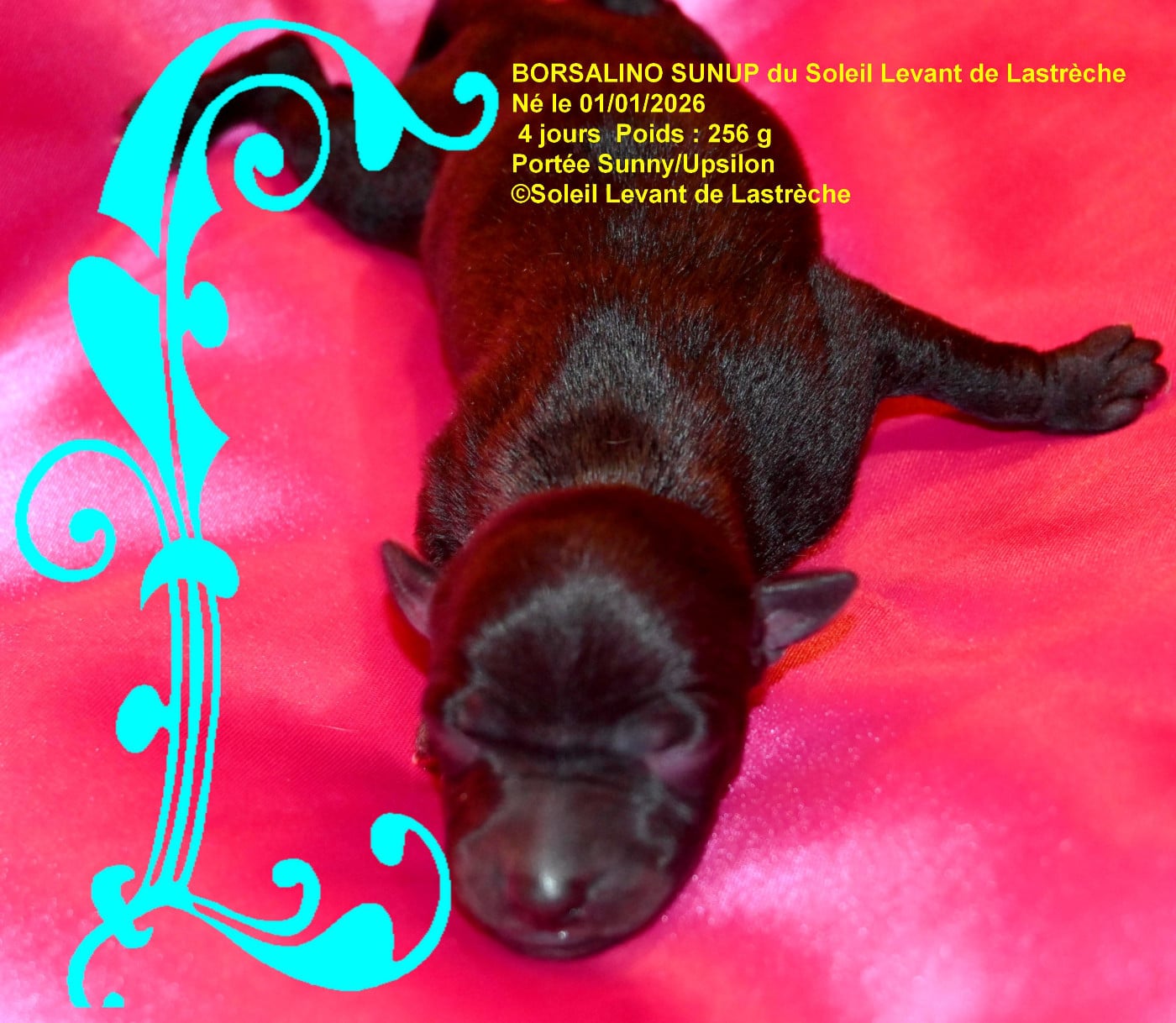 BORSALINO SUNUP du soleil levant de lastrèche