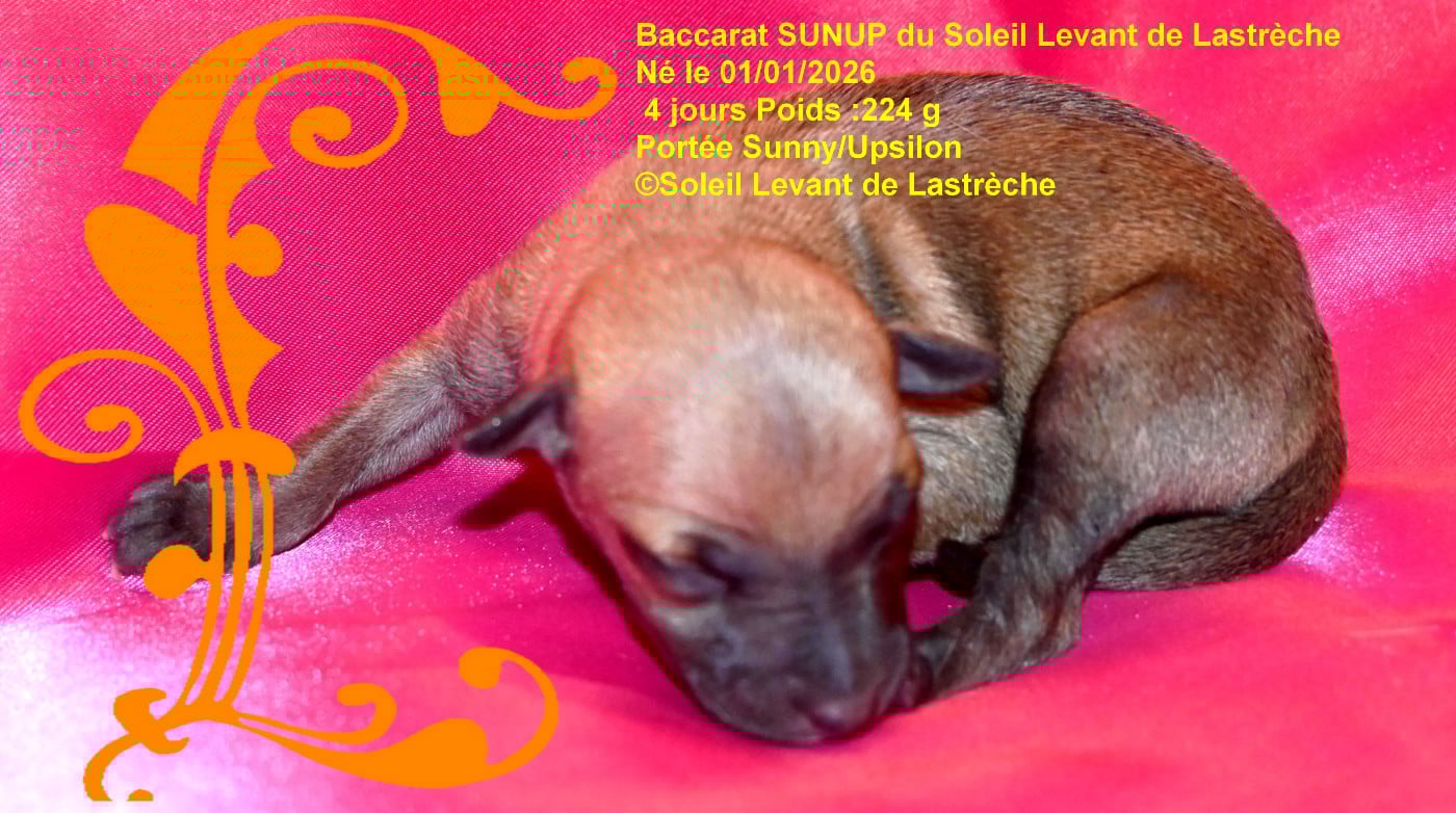 BACCARRAT SUNUP du soleil levant de lastrèche