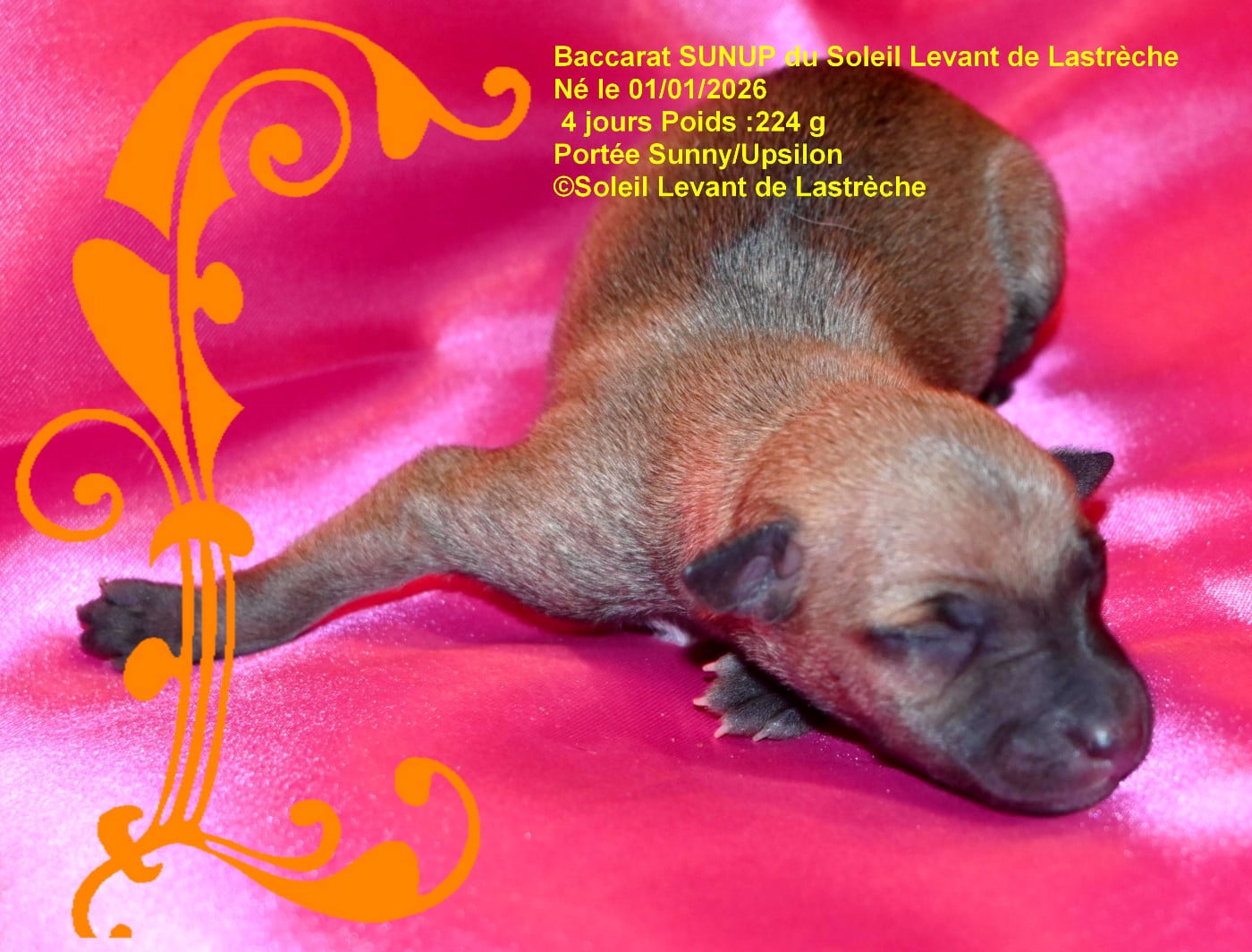 BACCARRAT SUNUP du soleil levant de lastrèche