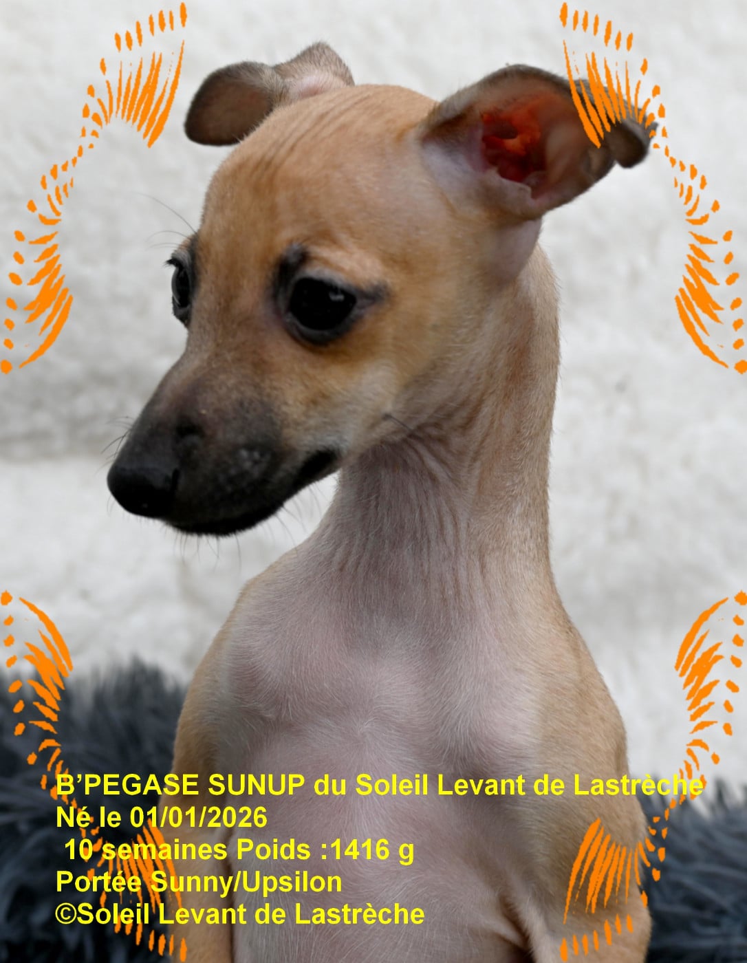 B'PEGASE SUNUP du soleil levant de lastrèche