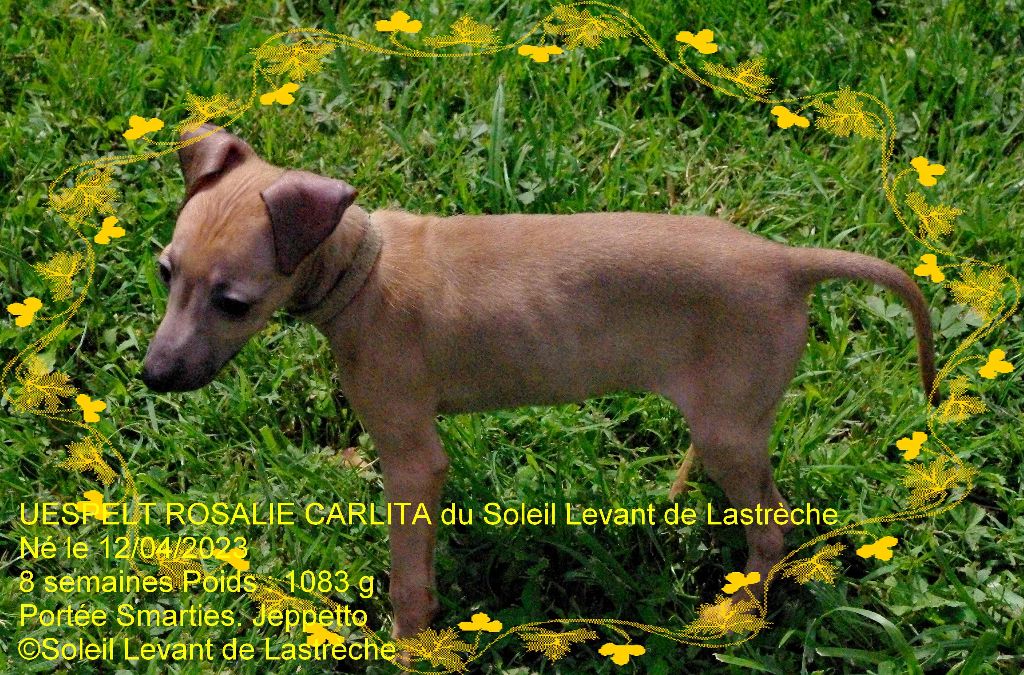 uespelt rosalie carlita