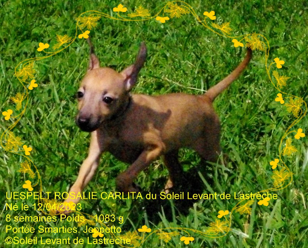 uespelt rosalie carlita