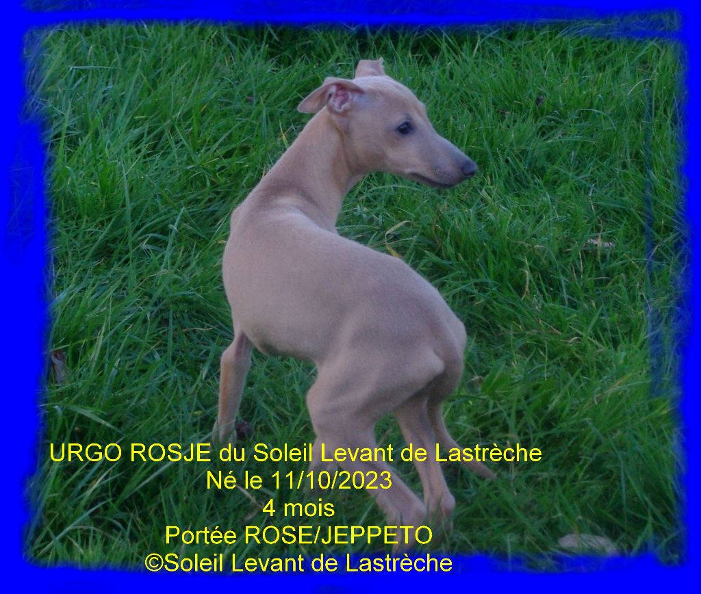 urgo rosje du soleil levant de lastrèche