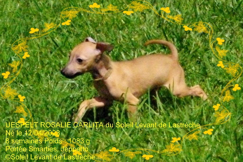 uespelt rosalie carlita