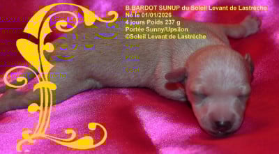 Les chiots de Petit Levrier Italien