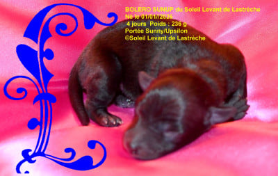 Les chiots de Petit Levrier Italien