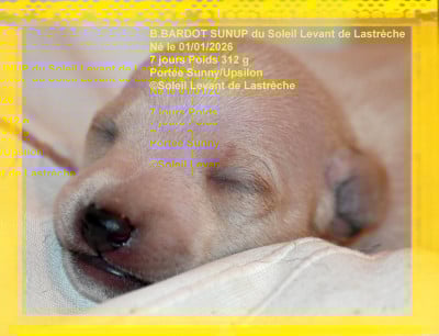 Les chiots de Petit Levrier Italien