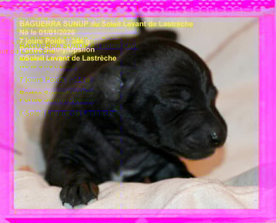 Les chiots de Petit Levrier Italien