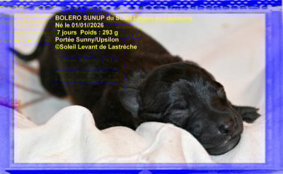 Les chiots de Petit Levrier Italien