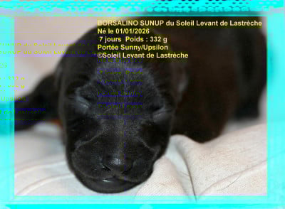Les chiots de Petit Levrier Italien