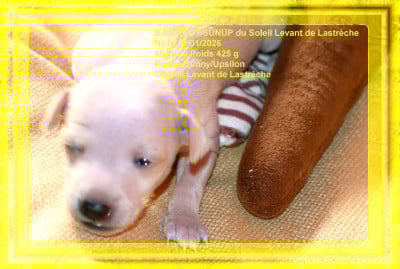 Les chiots de Petit Levrier Italien