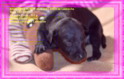 Les chiots de Petit Levrier Italien