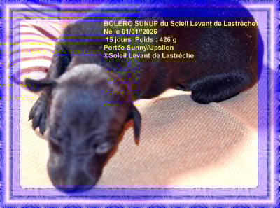 Les chiots de Petit Levrier Italien