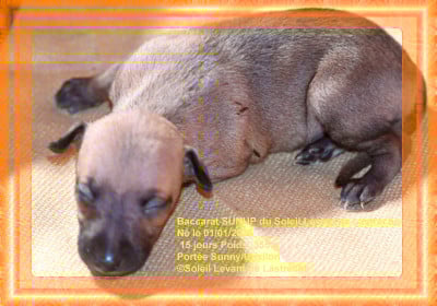 Les chiots de Petit Levrier Italien