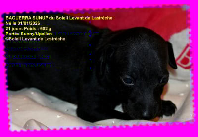 Les chiots de Petit Levrier Italien