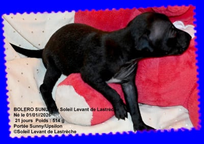 Les chiots de Petit Levrier Italien