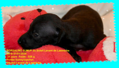Les chiots de Petit Levrier Italien