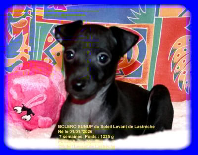 Les chiots de Petit Levrier Italien