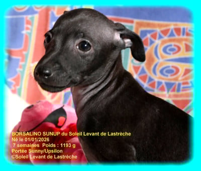 Les chiots de Petit Levrier Italien