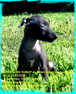 Les chiots de Petit Levrier Italien