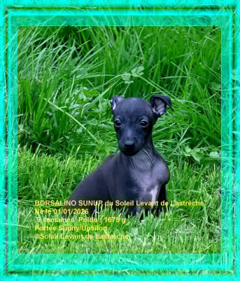 Les chiots de Petit Levrier Italien