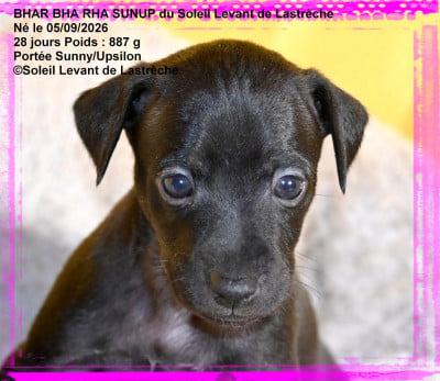 Les chiots de Petit Levrier Italien