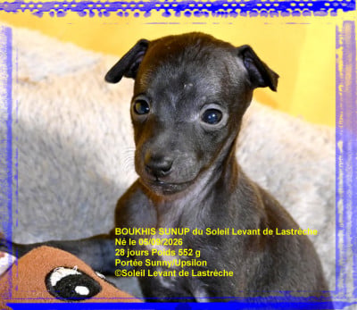 Les chiots de Petit Levrier Italien