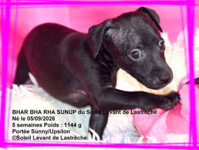 Les chiots de Petit Levrier Italien